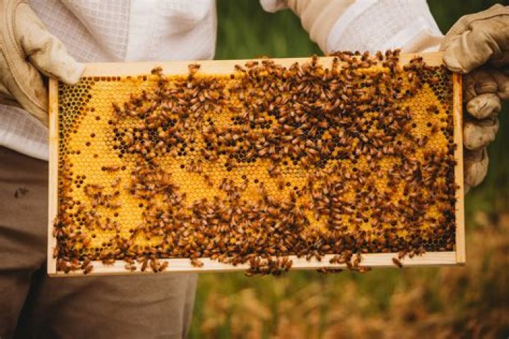 Bee4u: Revolutionizing the World of Natural Honey and Beekeeping
